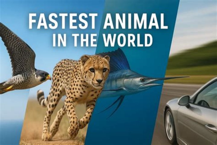 10 Fastest Animals In The World Top 10s
