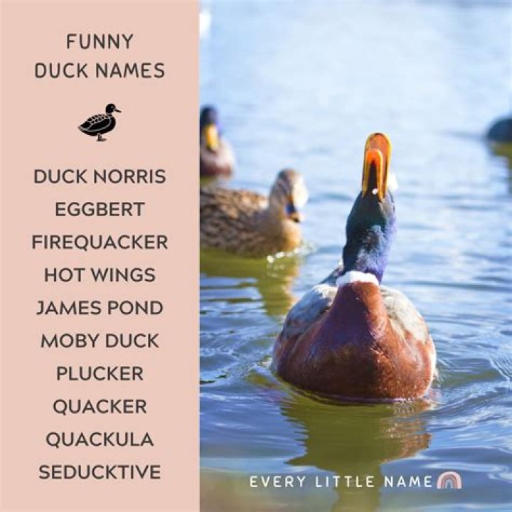 100+ Pet Duck Names Ideas for Your Quirky & Adorable Duck Pet Keen