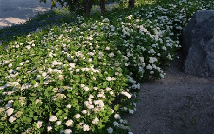 Спирея берёзолистная &lsquo;Tor&rsquo; (Spiraea betulifolia &lsquo;Tor&rsquo;) Северная Флора