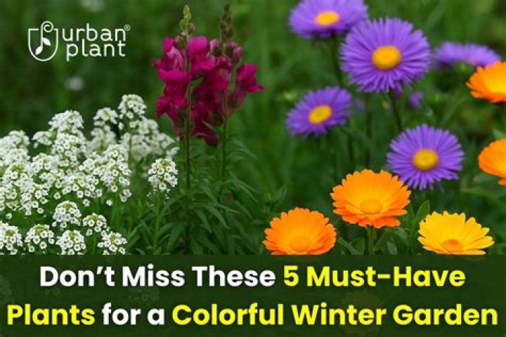 12 Colourful Plants For Winter Gardens My Weekly