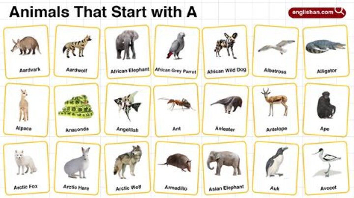 123 Animals that Start with E in English • 7ESL