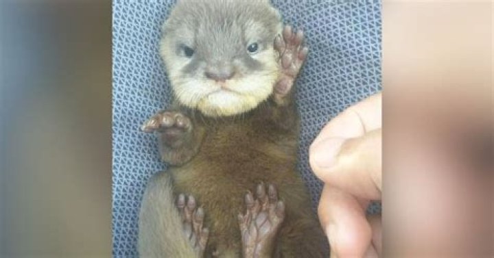 15 adorable photos of baby foxes Canadian Geographic