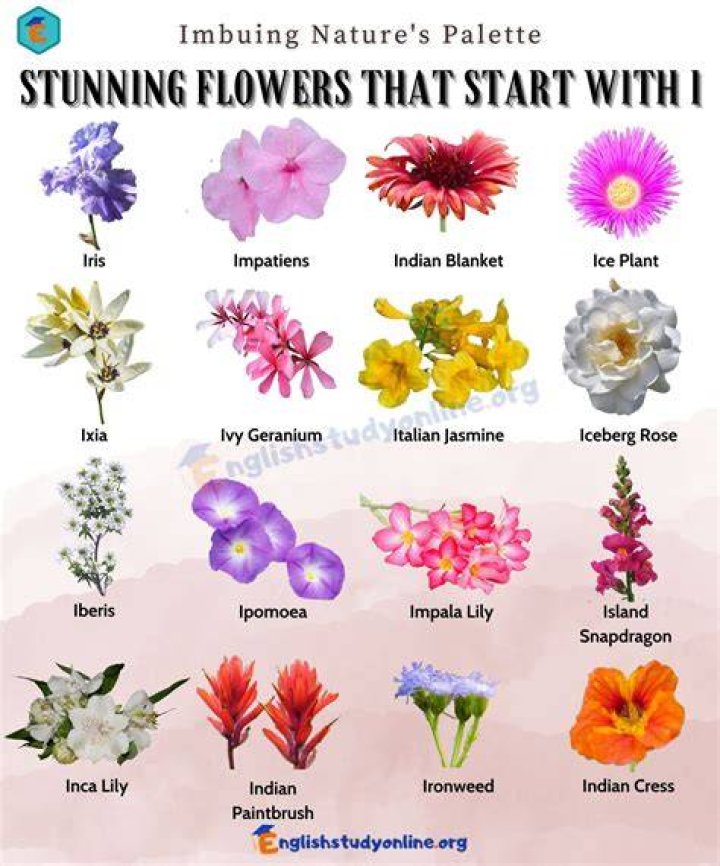 15 Flowers That Start With I (List of Flower Names I)