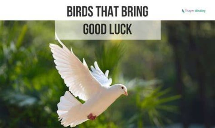 16 Birds That Bring Good Luck With Pictures and Meanings