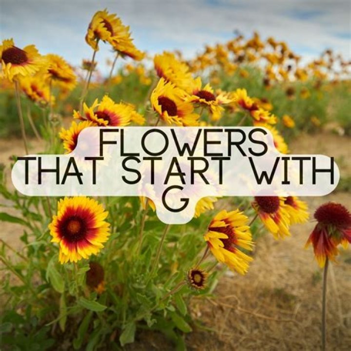 20 Amazing Flowers That Start With The Letter A
