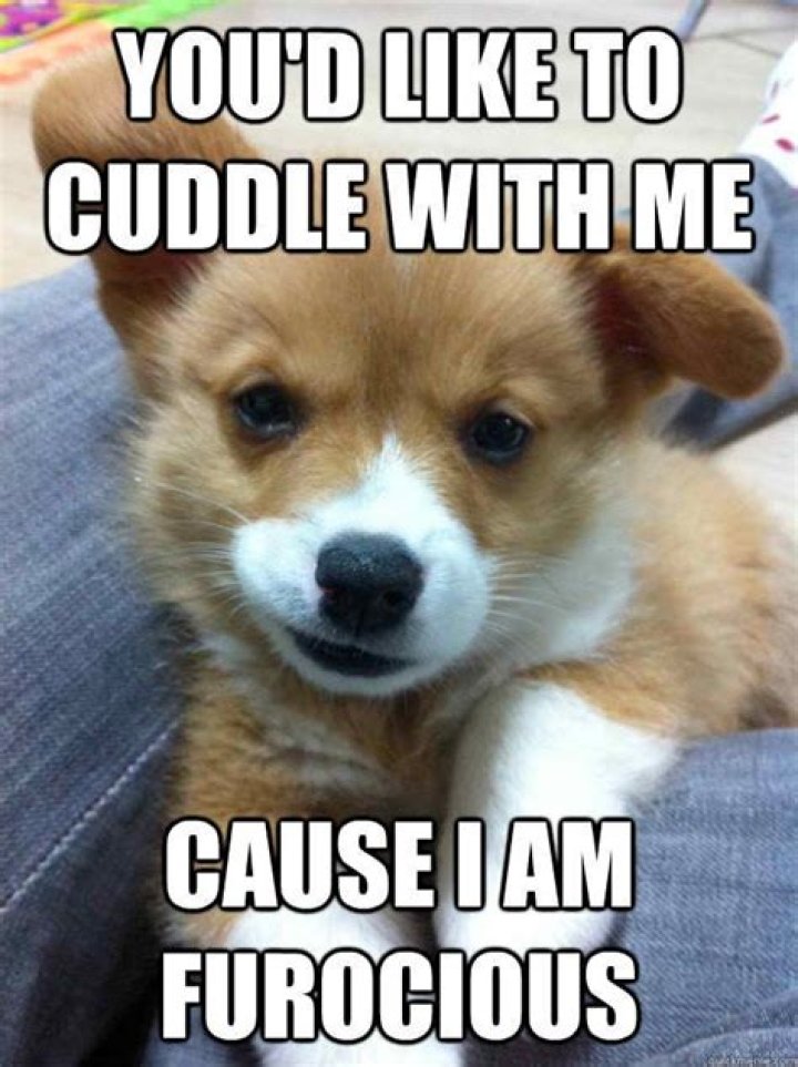 20 Cutest Cuddle Memes Funny animals, Cuddling