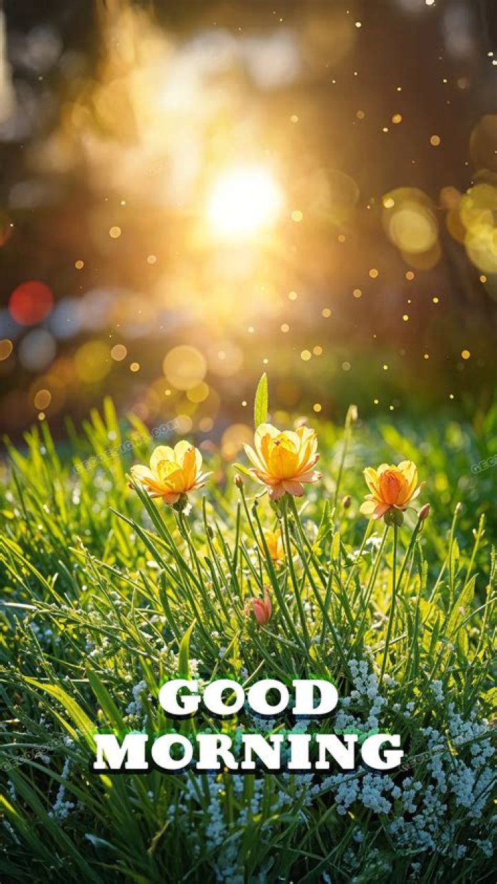 250+ Good Morning Images, Pictures & Beautiful Morning Wishes 2021