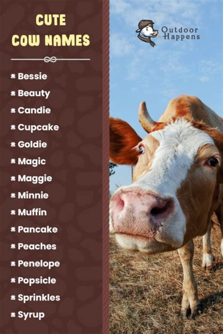 275+ Cute and Funny Cow Names 🐮 From Moodonna to Donald Rump