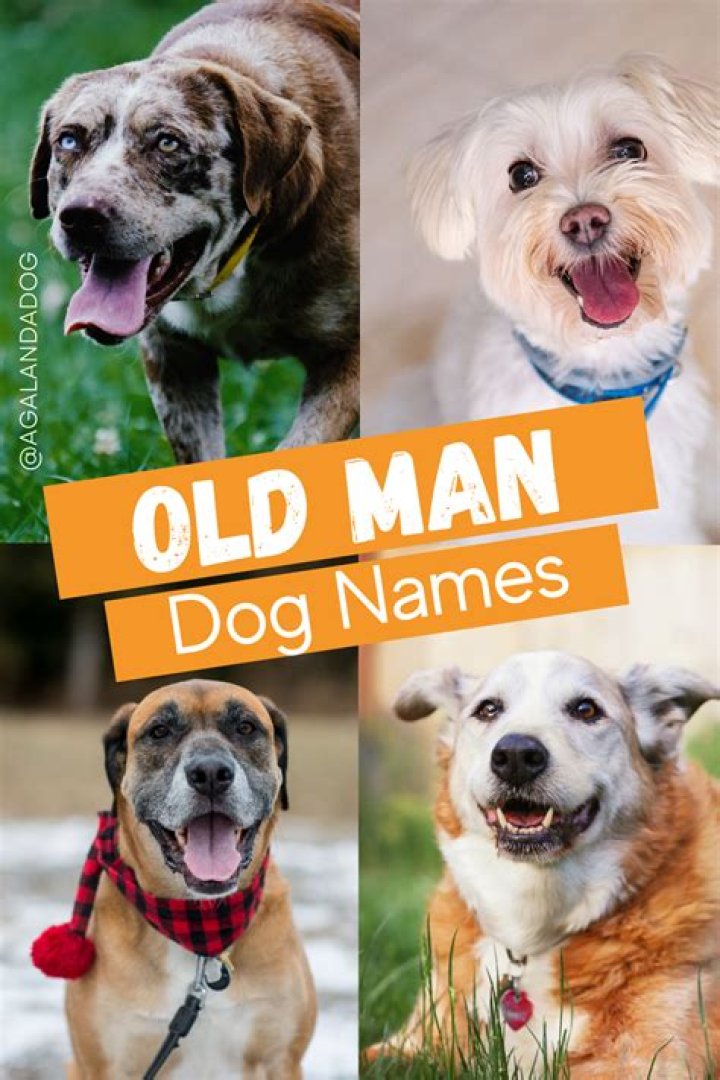 303 grumpy old man names for dogs the complete list Artofit