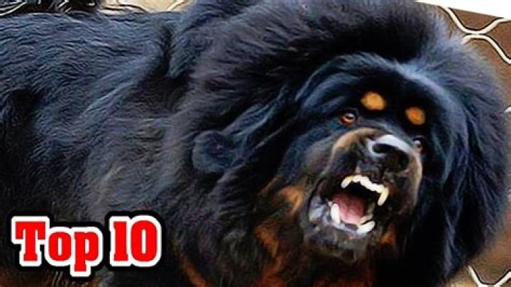 45+ 10 Most Dangerous Dog Breeds l2sanpiero