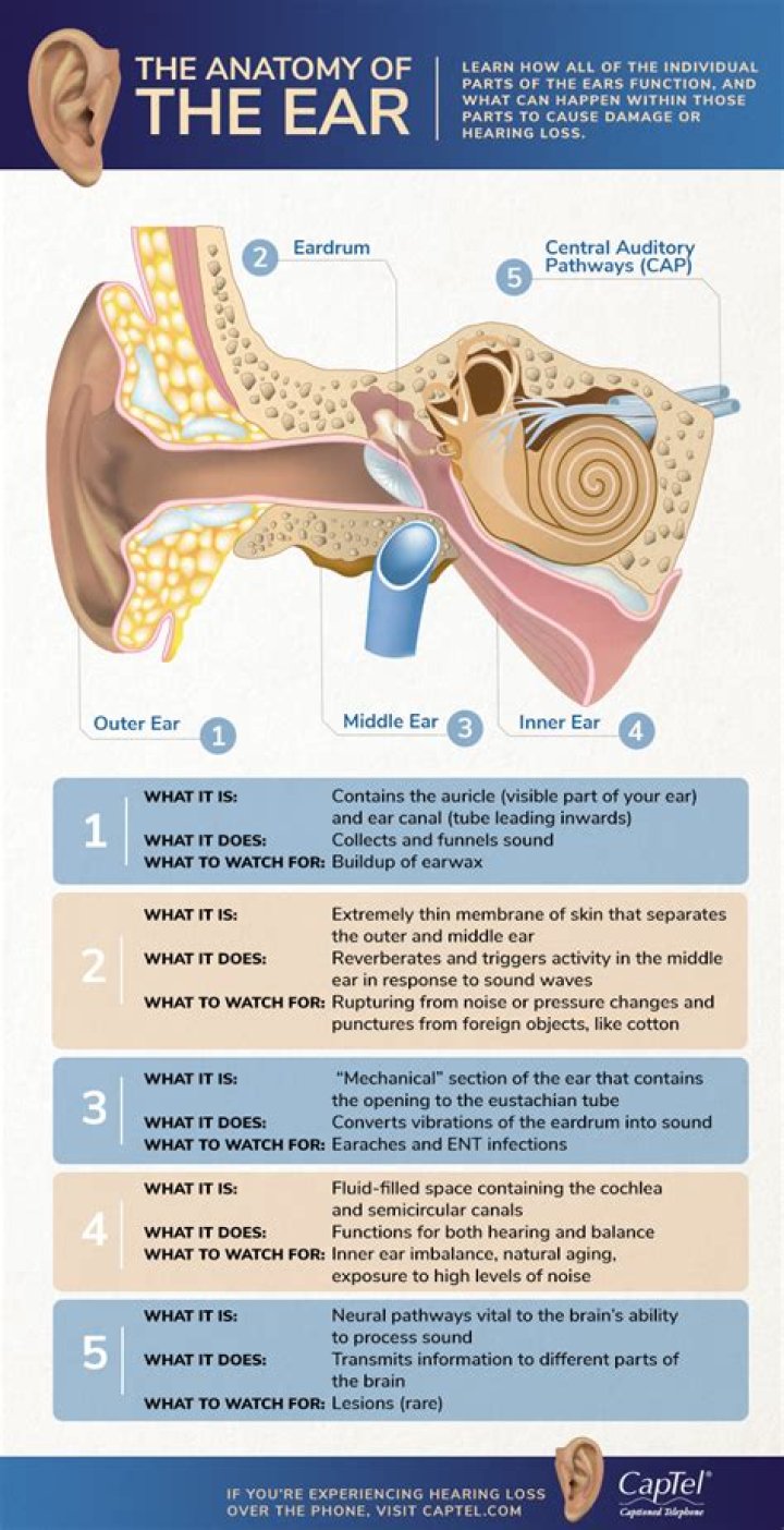 48+ toll Sammlung Inner Ear Structure And Function / Ear Structure