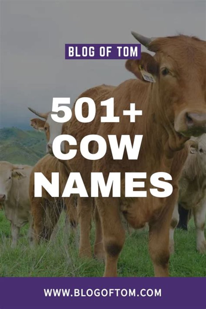 501+ Cow Names (BEST, Cute & Funny Ideas For 2024!)