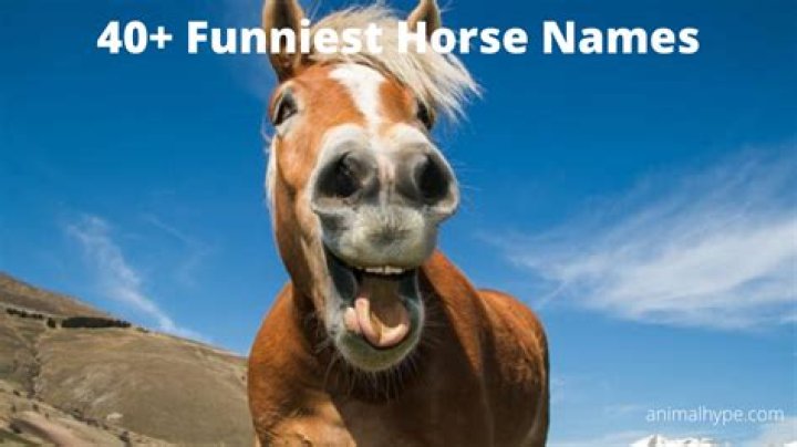 64 Funniest Horse Names for Your Comical Steed Animal Hype