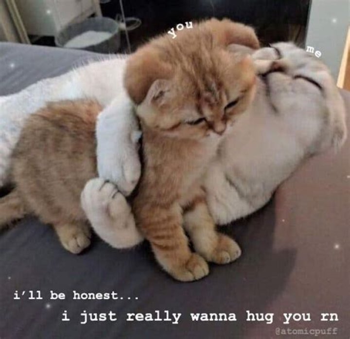 68+ Cute Cats Hugging Meme