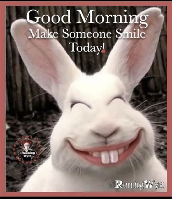 75+ Funny Good Morning Memes to Kickstart Your Day Funny good morning memes, Morning quotes
