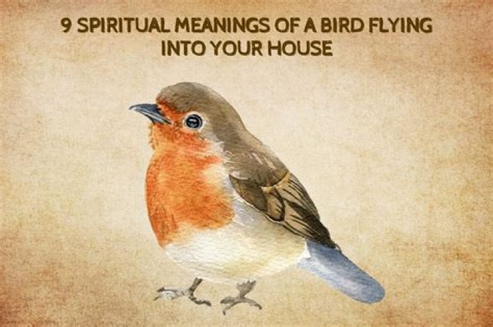 A Bird Flying Into Your House Is The Meaning Just Superstition?