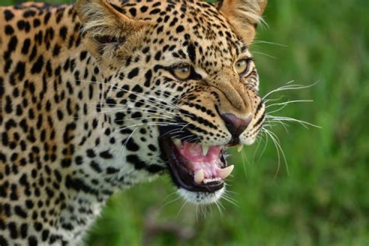 A Guide to Wildlife in Costa Rica Hurtigruten