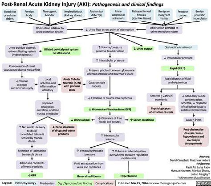 Acute Kidney Injury A Guide to Diagnosis and Management AAFP