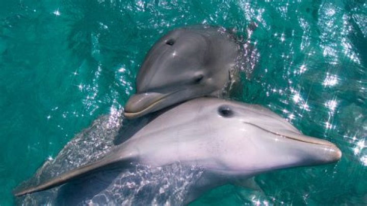 Aggressive dolphin attacks are on the rise as 10yearold is mauled on family holiday The US