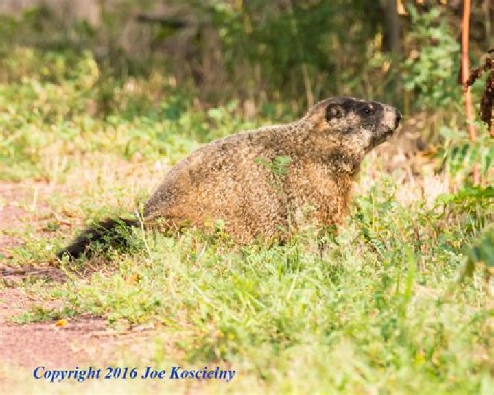 All About Woodchucks PopScotch