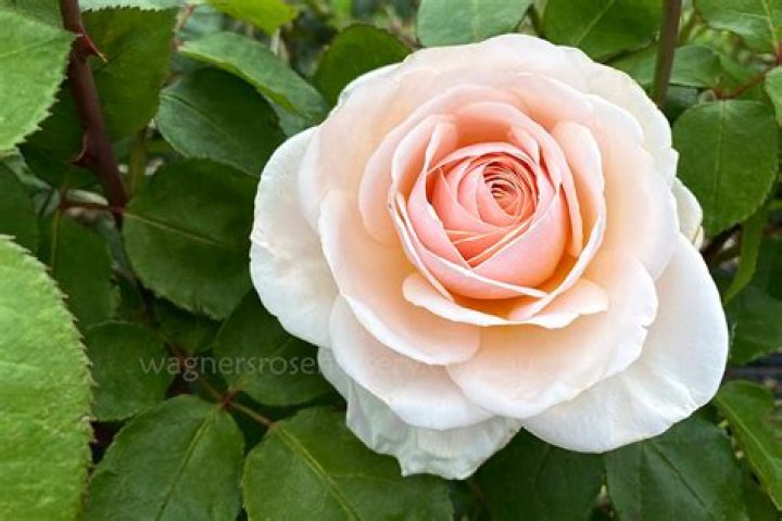 Amanda Rose Wagner Roseberry's Funeral Home
