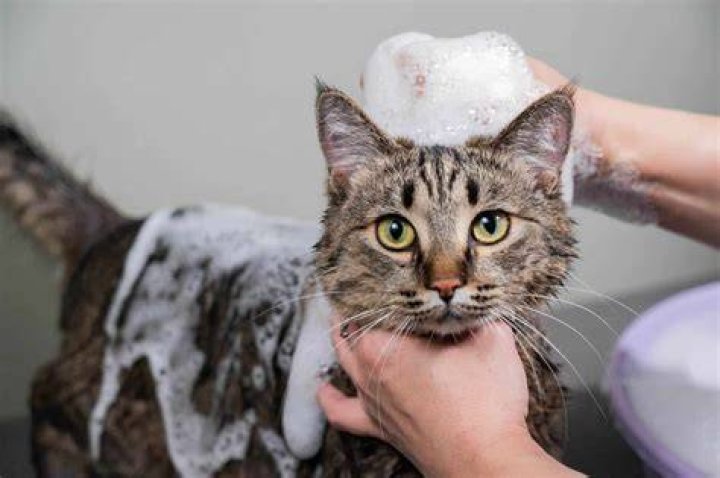 Amy CatShamed for Bathing Cat