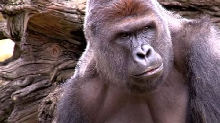 Animal Experts Shooting Harambe The Gorilla Was Necessary