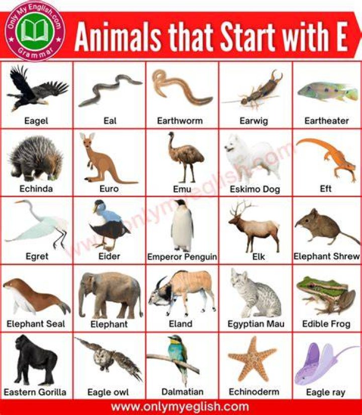 Animals that Start with E 24 Fascinating Names of Animals Starting with E Visual Dictionary