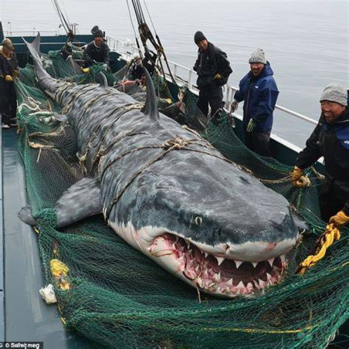 Are Megalodon's still alive in 2021?