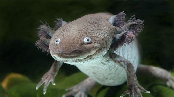 Axolotl San Diego Zoo Animals & Plants