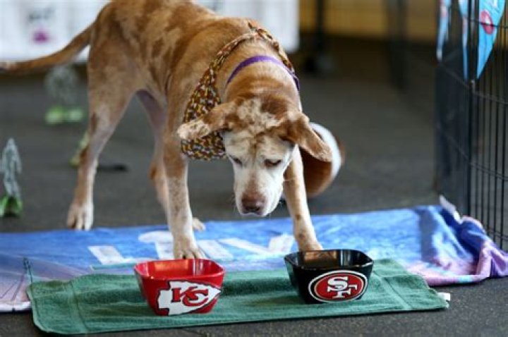 Bay Area canine clairvoyants predict Super Bowl LIV winner