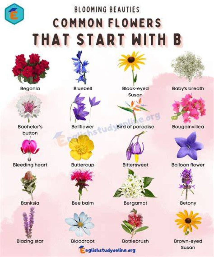Beautiful Blooms Flowers That Start with B English Study Online