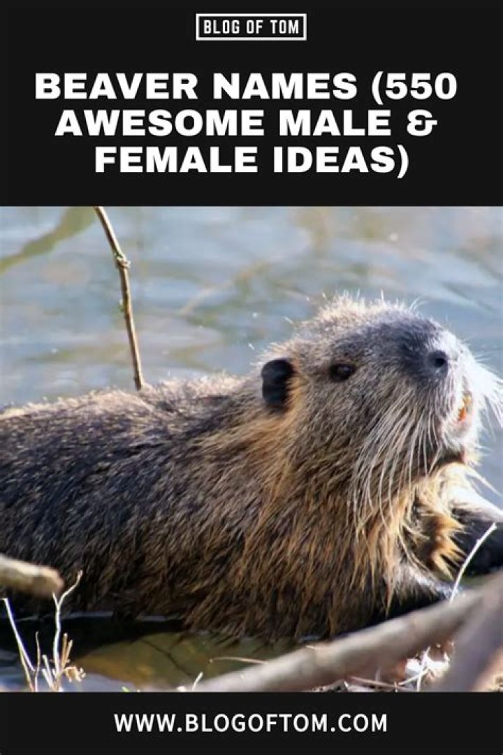 Beaver Names (550 Awesome Male & Female Ideas) Names, Cute pet names