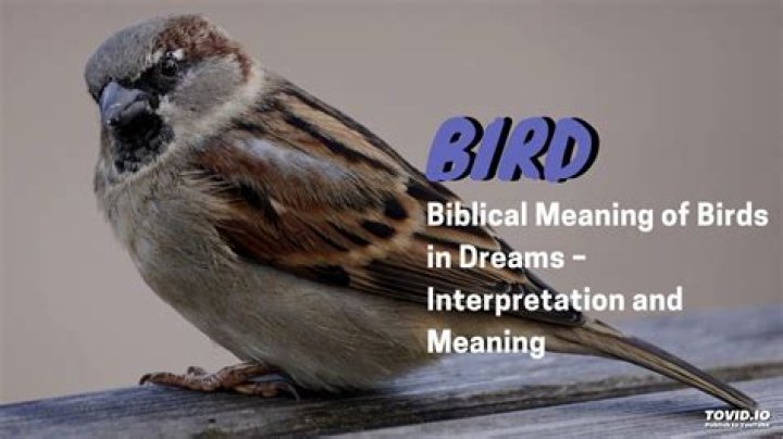 Biblical meaning of birds in dreams Interpret Now!