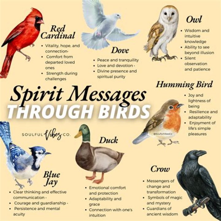 Bird Meanings Spirituality How Birds Can Have A Great Impact In Life