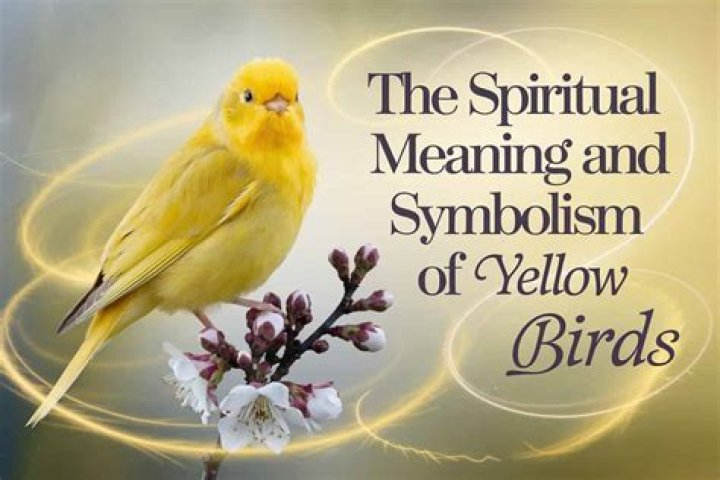 BIRDS DREAM Meaning & Symbolism