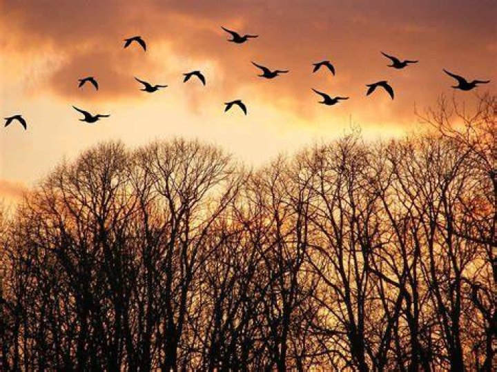 Birds going home at night Mixed Media by Alistair Bain Pixels