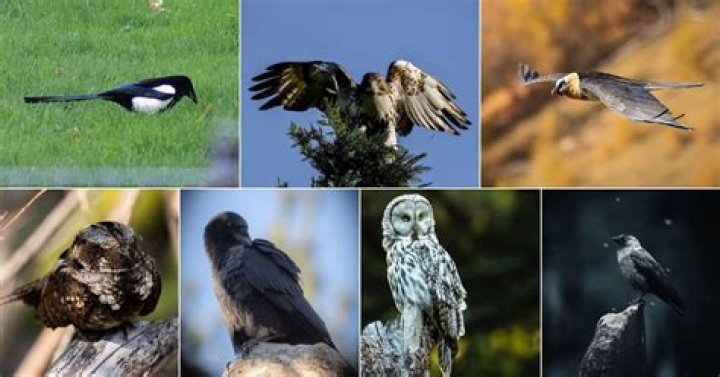 Birds That Bring Bad Luck Believe It Or Not BUT BE PREPARED