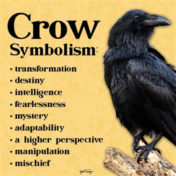 Black Crow Meaning & Symbolism (Power & Transformation) Unianimal