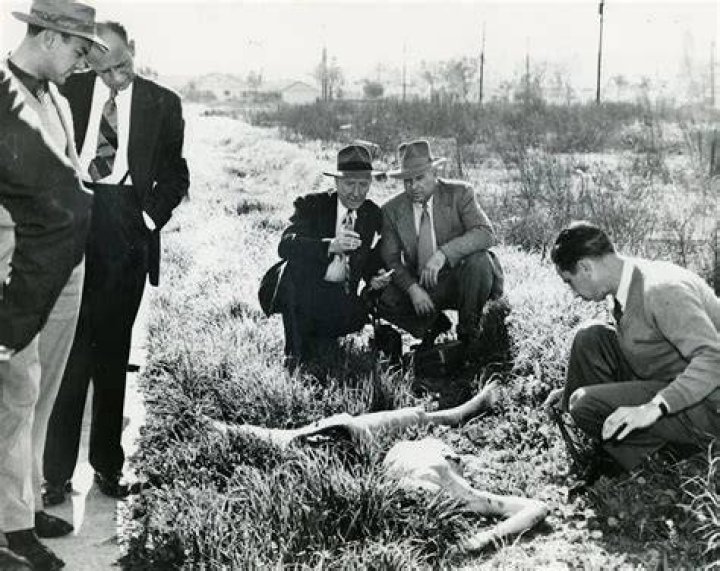 Black Dahlia Has the murder of Elizabeth Short been solved? Herald Sun