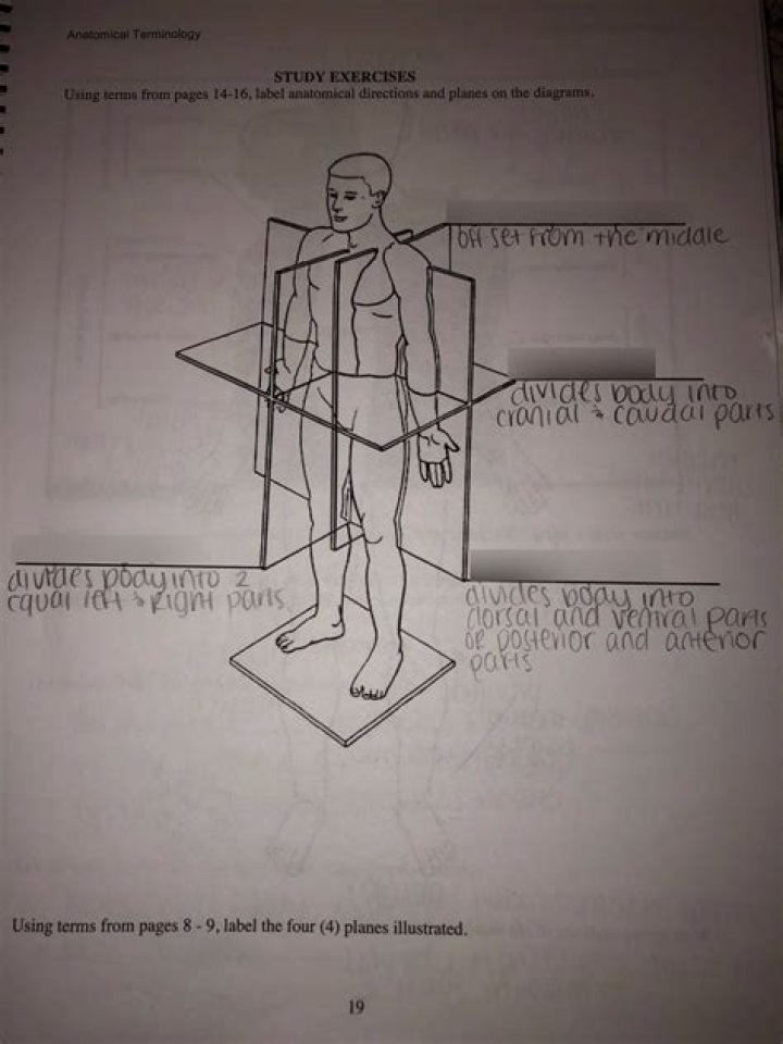 Body Planes Diagram Quizlet