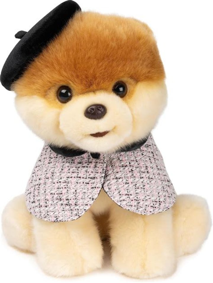 Boo The World's Cutest Dog Wallpapers Wallpaper Cave