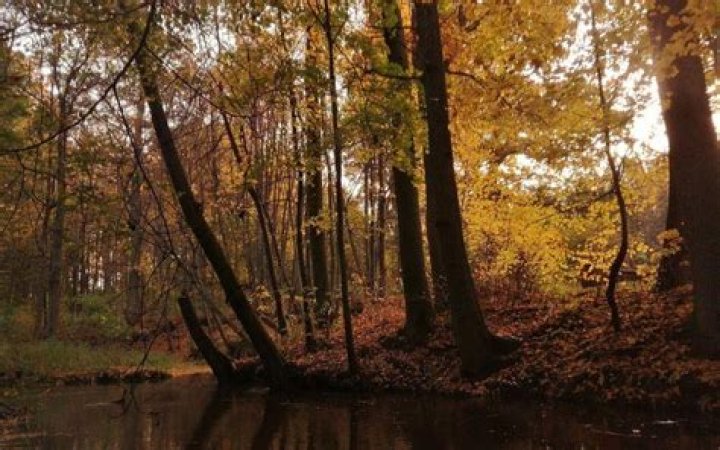 Bosque oce&aacute;nico
