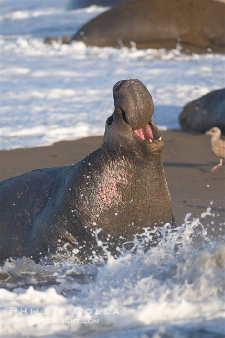 Bull elephant seal in surf, adult male, bellowing, Mirounga