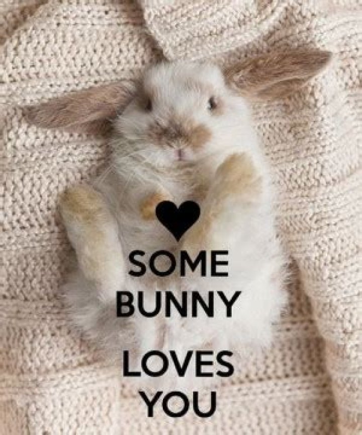 Bunny Love Quotes. QuotesGram