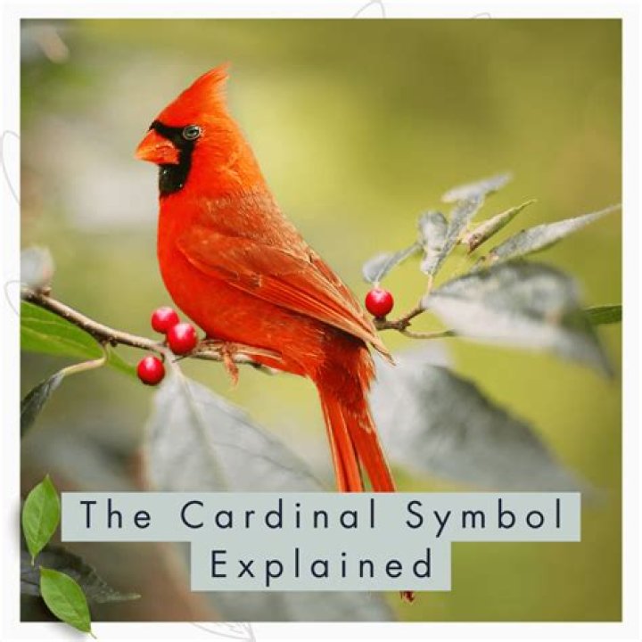 Cardinal Bird Meaning & Symbolism What Does It Represent?