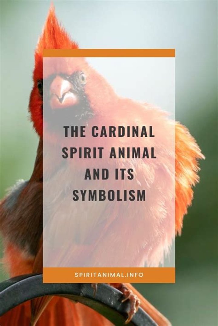 Cardinal Spirit Animal Symbolism & Meaning AZ Animals