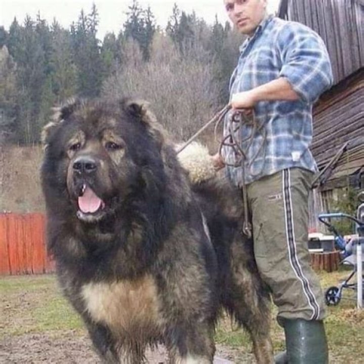 Caucasian Ovcharka scary beardog; eats burglars for fun. Dangerous