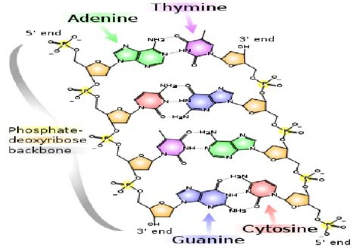 Chemical structures of DNA Hydrogen bonds shown as dotted lines (69