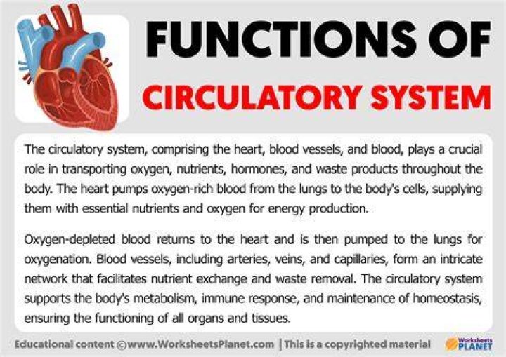 Circulatory System Function, Parts, Role SchoolWorkHelper